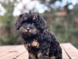 Black And Tan Mi̇ni̇ Boy Özel Renk Maltipoo Bebekler