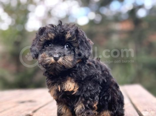 Black And Tan Mi̇ni̇ Boy Özel Renk Maltipoo Bebekler görsel