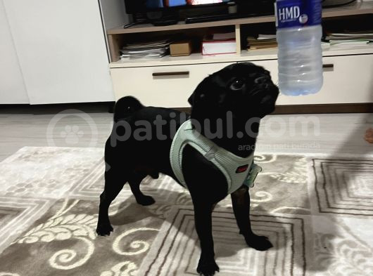 Siyah Pug görsel