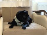 Siyah Pug