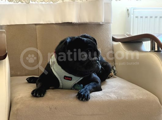 Siyah Pug görsel