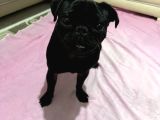 Siyah Pug