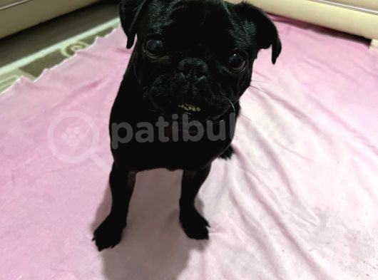 Siyah Pug