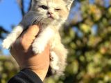 Show Kalite Ragdoll