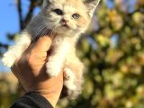 Show Kalite Ragdoll