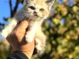 Show Kalite Ragdoll
