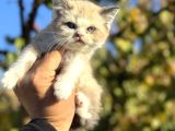 Show kalite ragdoll