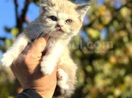 Show Kalite Ragdoll