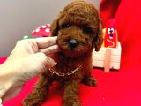 Orijinal toy poodle yavrular 
