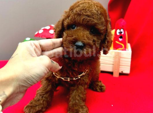 Orijinal Toy Poodle Yavrular 
