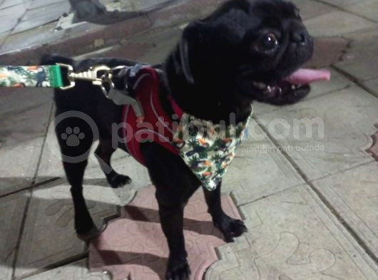 Siyah Pug görsel