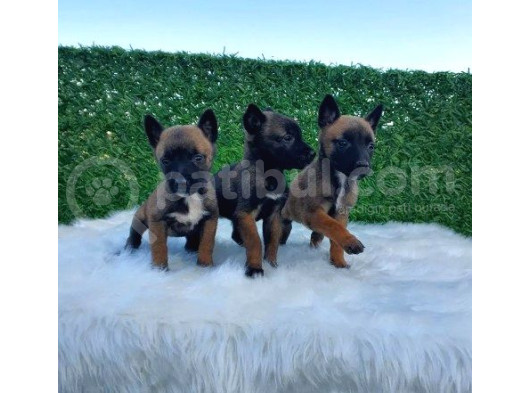 Özel Irk Belçika Malinois Kurdu Yavrularımız görsel