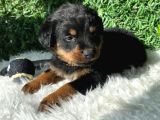 Macar Kafa Erkek ve Dişi Rottweiler