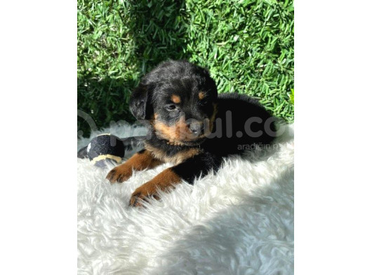 Macar Kafa Erkek Ve Dişi Rottweiler