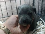 Takoz Kafa Blue Cane Corsa Yavrular