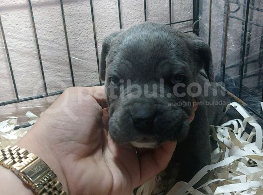Takoz Kafa Blue Cane Corsa Yavrular görsel