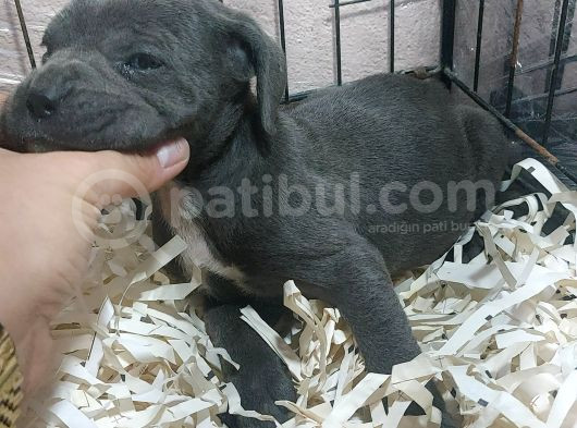 Takoz Kafa Blue Cane Corsa Yavrular görsel