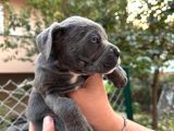 Takoz Kafa Blue Cane Corsa Yavrular