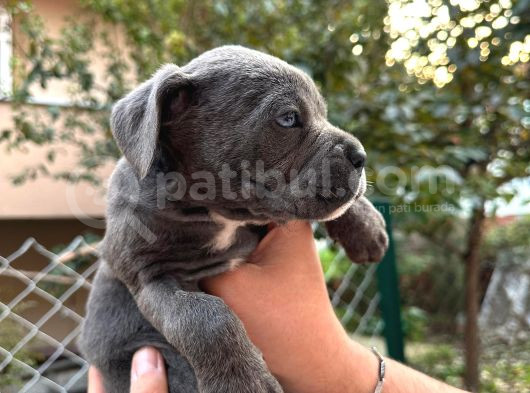 Takoz Kafa Blue Cane Corsa Yavrular görsel