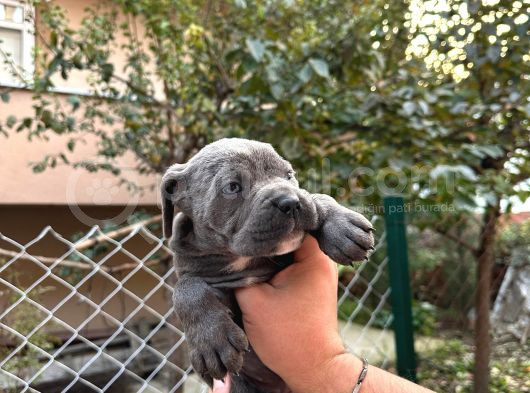Takoz Kafa Blue Cane Corsa Yavrular görsel