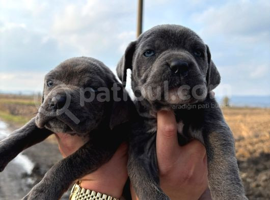 Takoz Kafa Blue Cane Corsa Yavrular