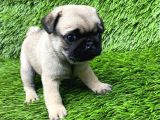 PUG MOPS NİRVANA YAVRULAR