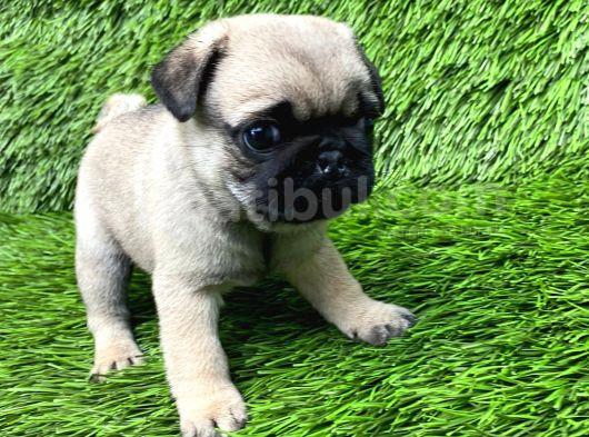 Pug Mops Ni̇rvana Yavrular