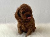 Sağlık Ve Irk Garantili Poodle Yavrularımız
