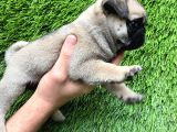 Pug Mops Ni̇rvana Yavrular