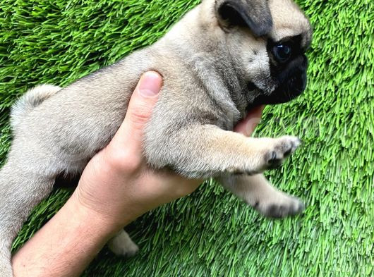 Pug Mops Ni̇rvana Yavrular görsel