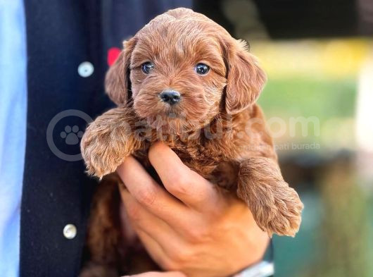 Maltipoo F2 Jenerasyon Orjinal Safkan Gerçek Garantili görsel
