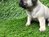 Pug Mops Ni̇rvana Yavrular