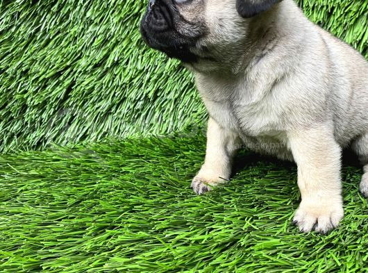 Pug Mops Ni̇rvana Yavrular görsel
