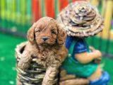 Maltipoo F2 Jenerasyon Orjinal Safkan Gerçek Garantili