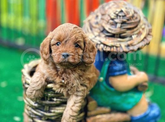 Maltipoo F2 Jenerasyon Orjinal Safkan Gerçek Garantili görsel