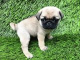 Pug Mops Ni̇rvana Yavrular