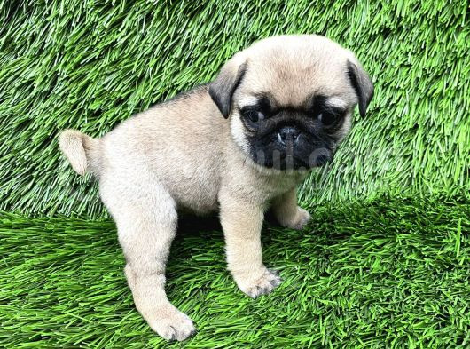 Pug Mops Ni̇rvana Yavrular görsel