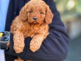 Maltipoo F2 jenerasyon orjinal safkan Gerçek Garantili
