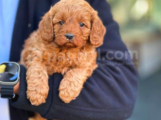 Maltipoo F2 Jenerasyon Orjinal Safkan Gerçek Garantili
