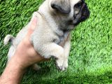 Pug Mops Ni̇rvana Yavrular
