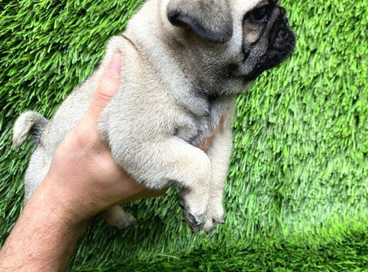 Pug Mops Ni̇rvana Yavrular görsel