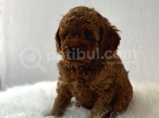 Sağlık Ve Irk Garantili Poodle Yavrularımız