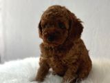Sağlık Ve Irk Garantili Poodle Yavrularımız