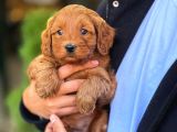 Maltipoo F2 Jenerasyon Orjinal Safkan Gerçek Garantili