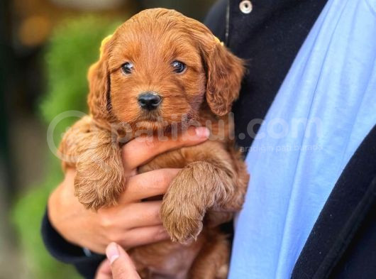 Maltipoo F2 Jenerasyon Orjinal Safkan Gerçek Garantili görsel