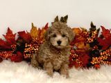 2 Ve 3 Kg Garantisi Altında Red Tooy Poodle Sevi̇mli̇ Kipkirmi