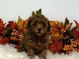 2 ve 3 kg garantisi altında RED TOOY POODLE SEVİMLİ KIPKIRMI