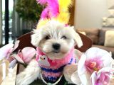 Tatlı Mı Tatlı Kore Maltese Bebeğim