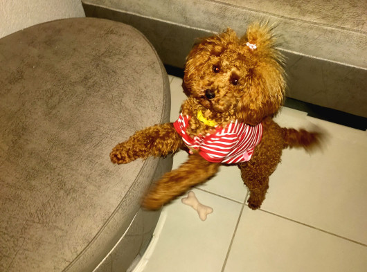 Kızıl Kahve En Şeker Toy Poddle-0 Numara