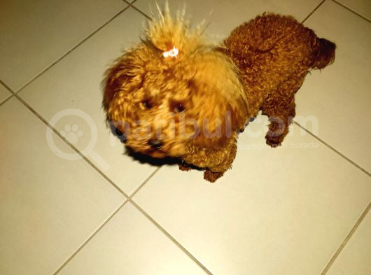 Kızıl Kahve En Şeker Toy Poddle-0 Numara görsel